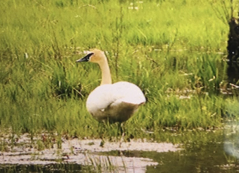 Trumpeter Swan - ML617144637