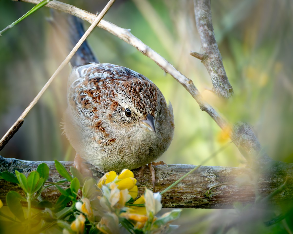 Cassin's Sparrow - Mark Sawyer