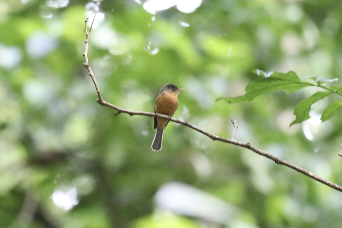 Lesser Antillean Pewee - Gil Ewing