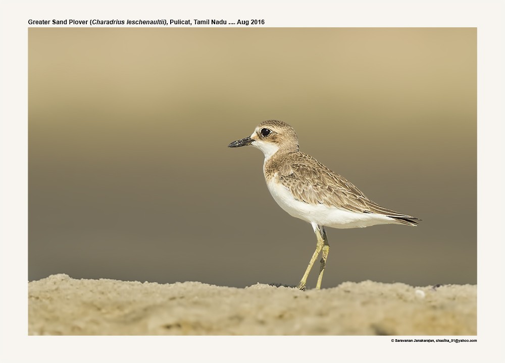 Greater Sand-Plover - ML617144679