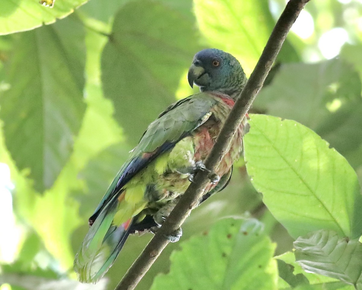 St. Lucia Parrot - Gil Ewing