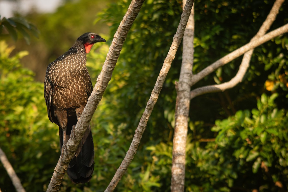 Dusky-legged Guan - Retief Williams