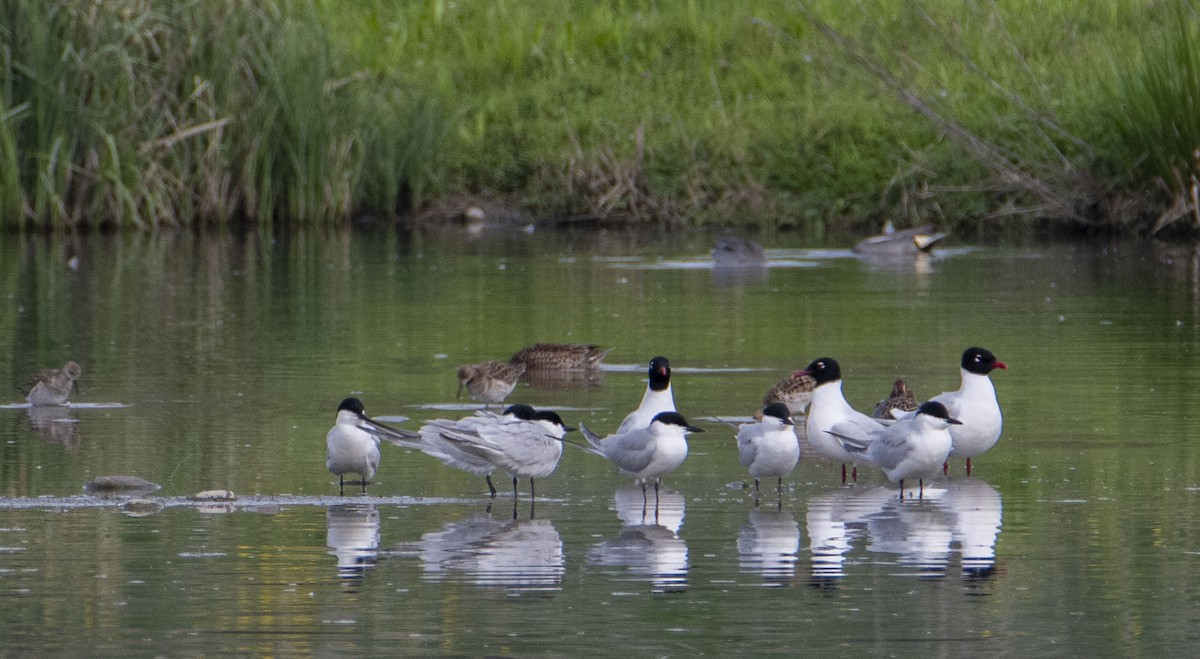 Gull-billed Tern - ML617144731