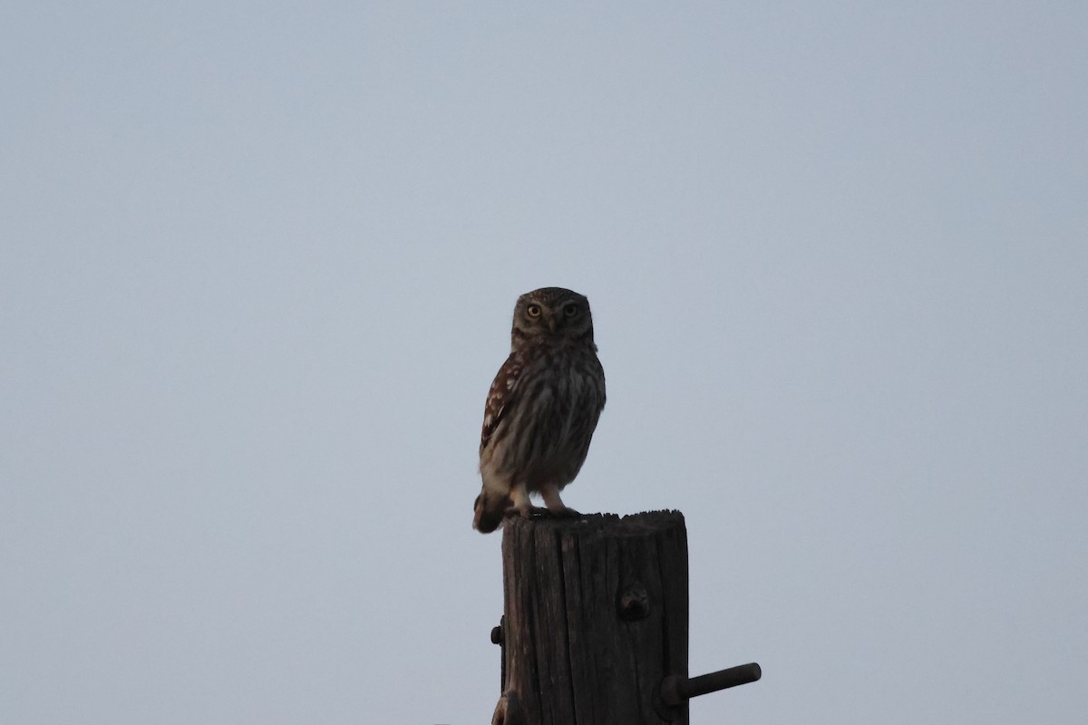 Little Owl - ML617144733