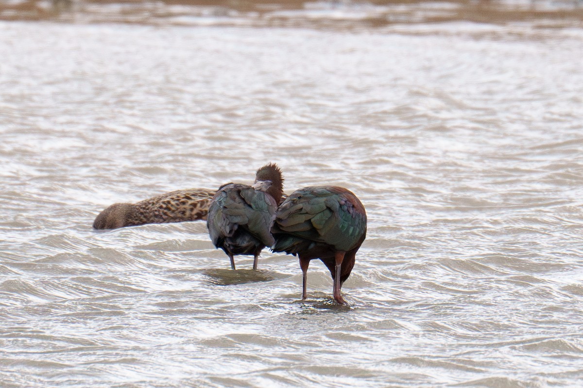 Glossy Ibis - ML617144747