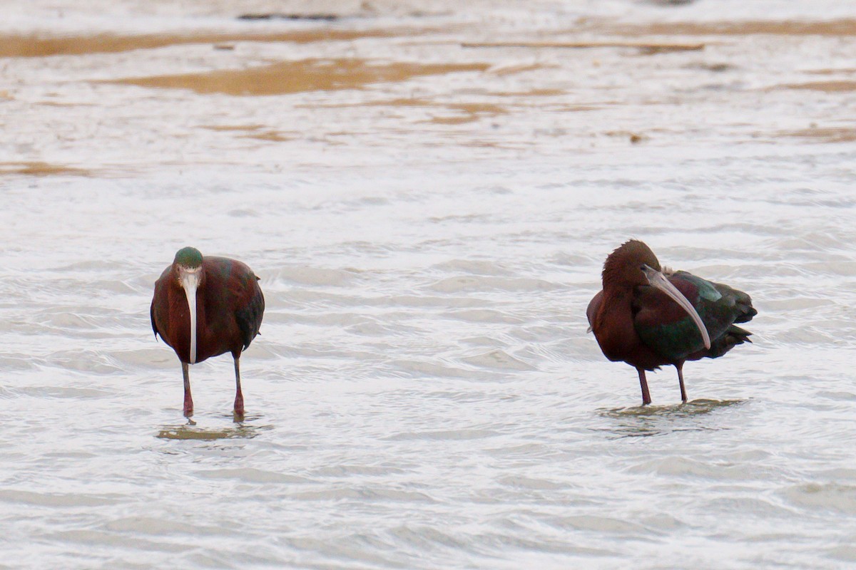 Glossy Ibis - ML617144749