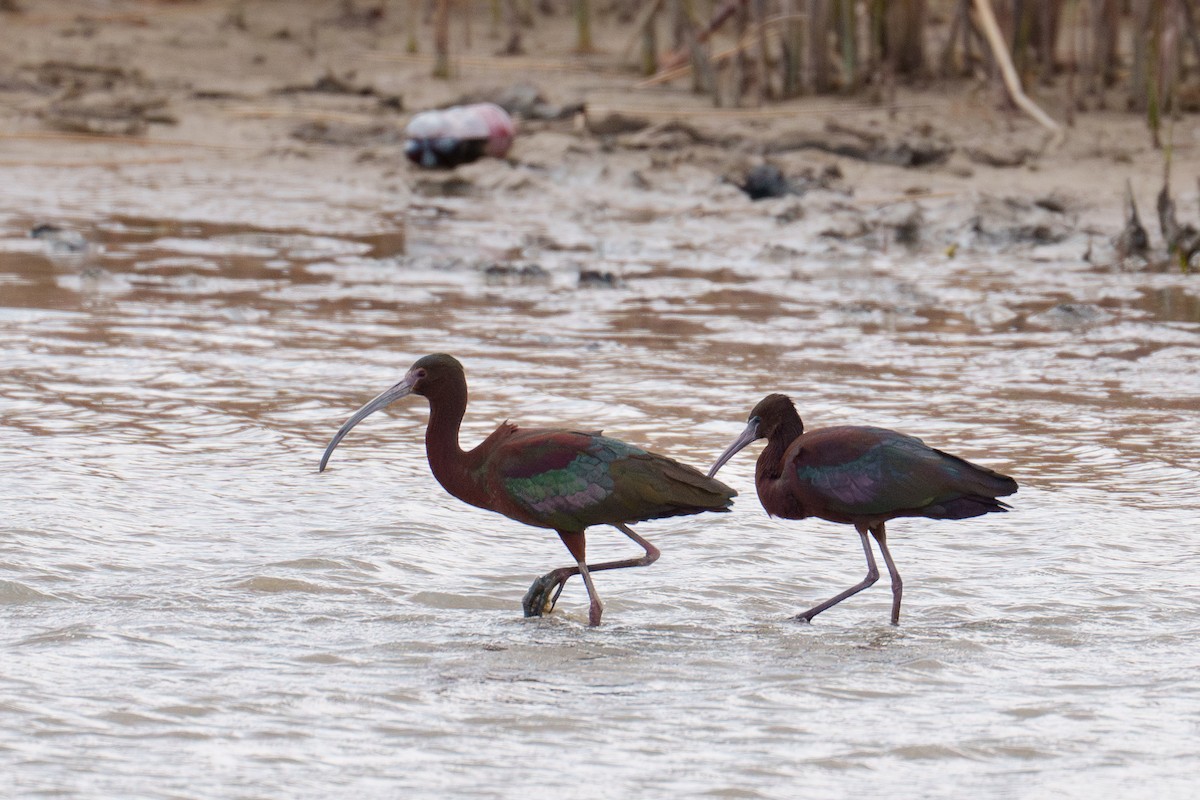 Glossy Ibis - ML617144750