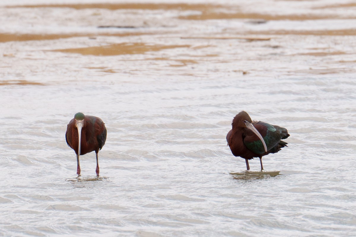 Glossy Ibis - ML617144751