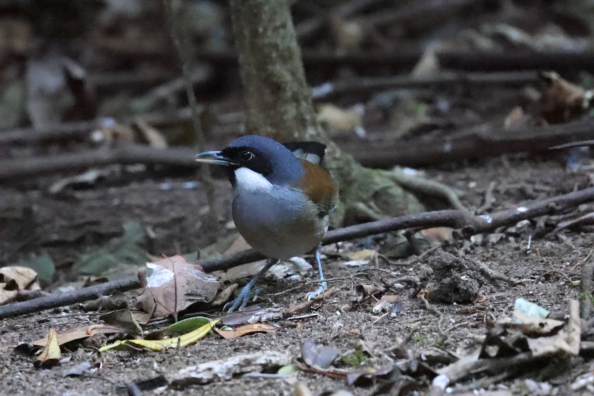 White-cheeked Laughingthrush - ML617144758