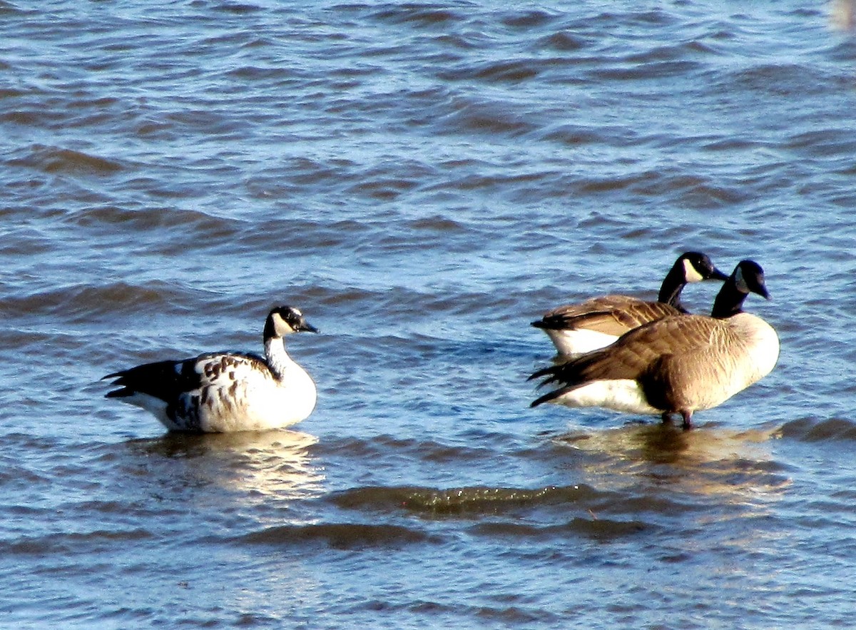 Snow x Canada Goose (hybrid) - ML617144776