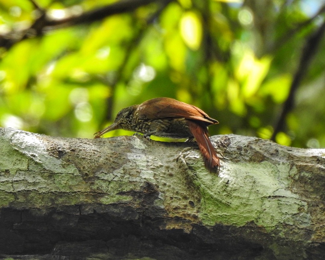 Duida Woodcreeper - ML617144782