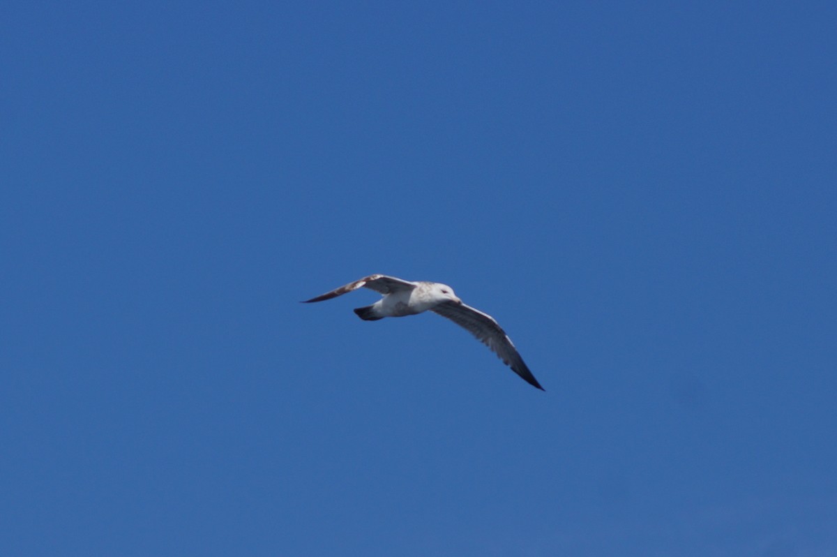 Kanadamöwe - ML617144799