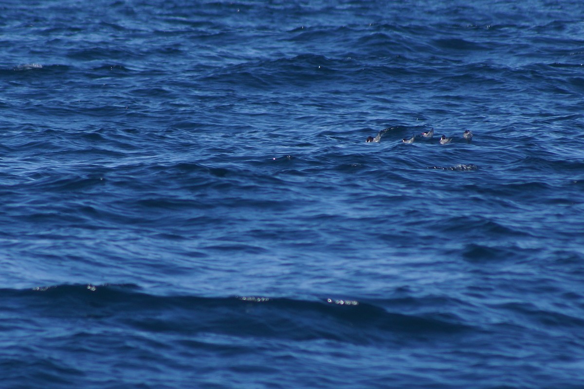 Flussseeschwalbe - ML617144804