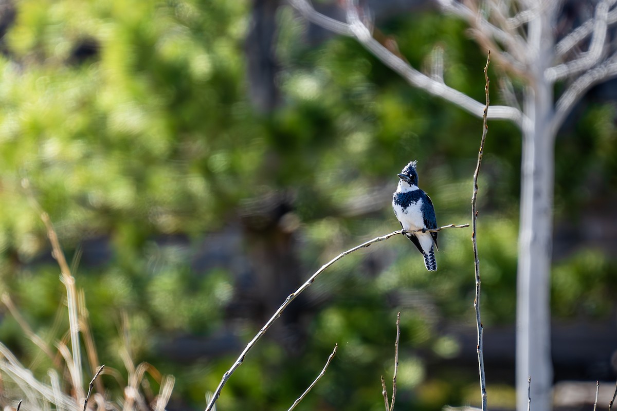 Belted Kingfisher - ML617144828