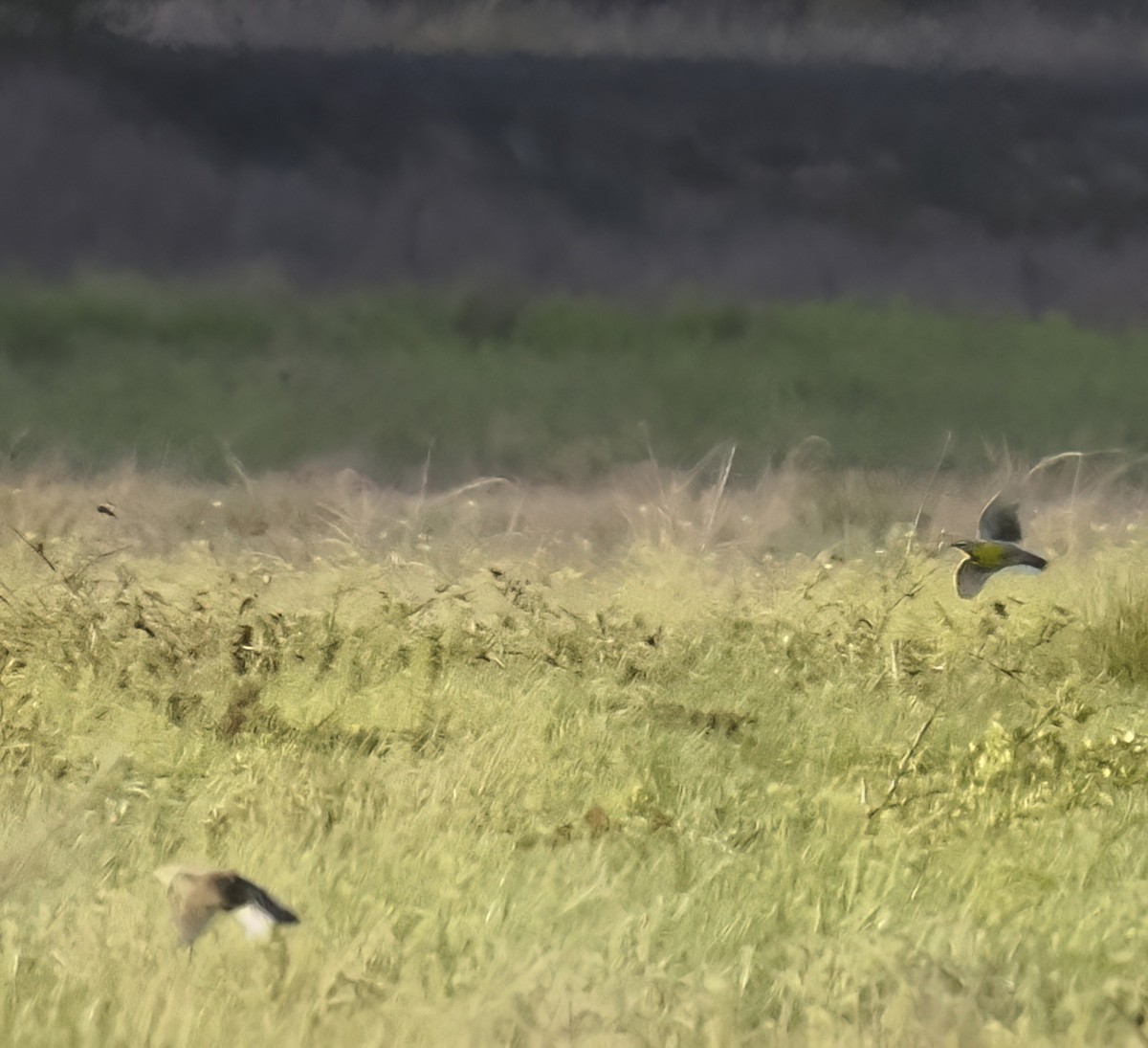 Eastern Meadowlark - Laura Inglis