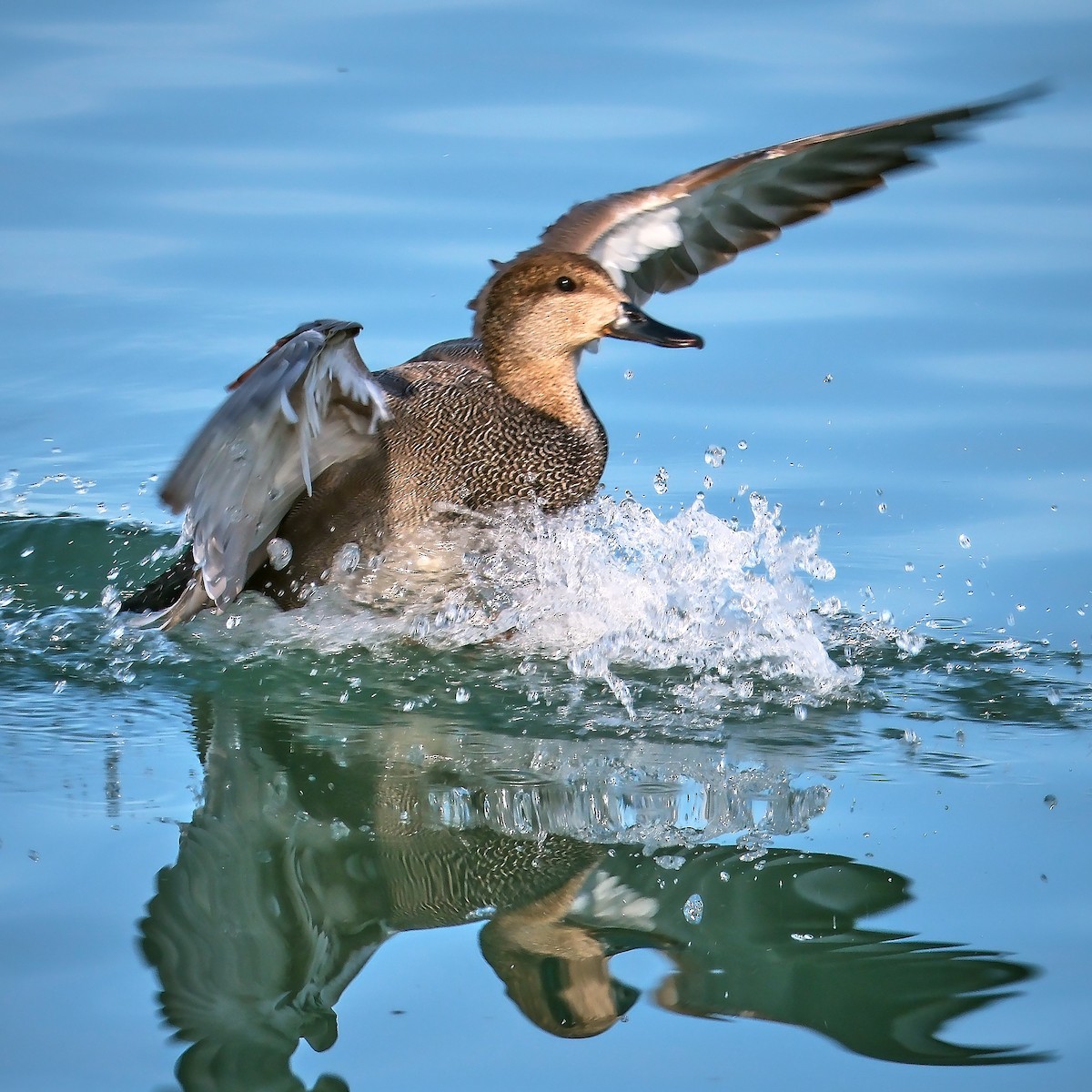 Gadwall - ML617144862