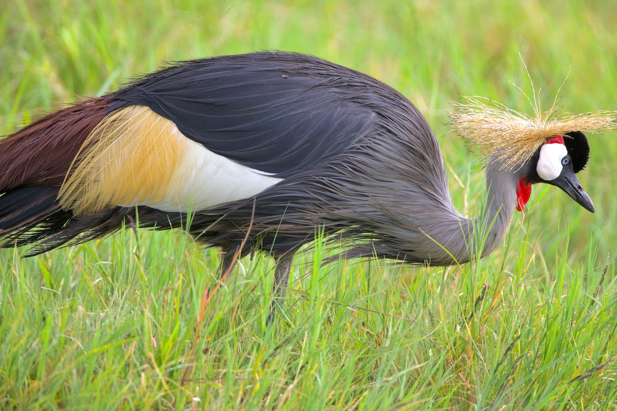 Grulla Coronada Cuelligrís - ML617144921