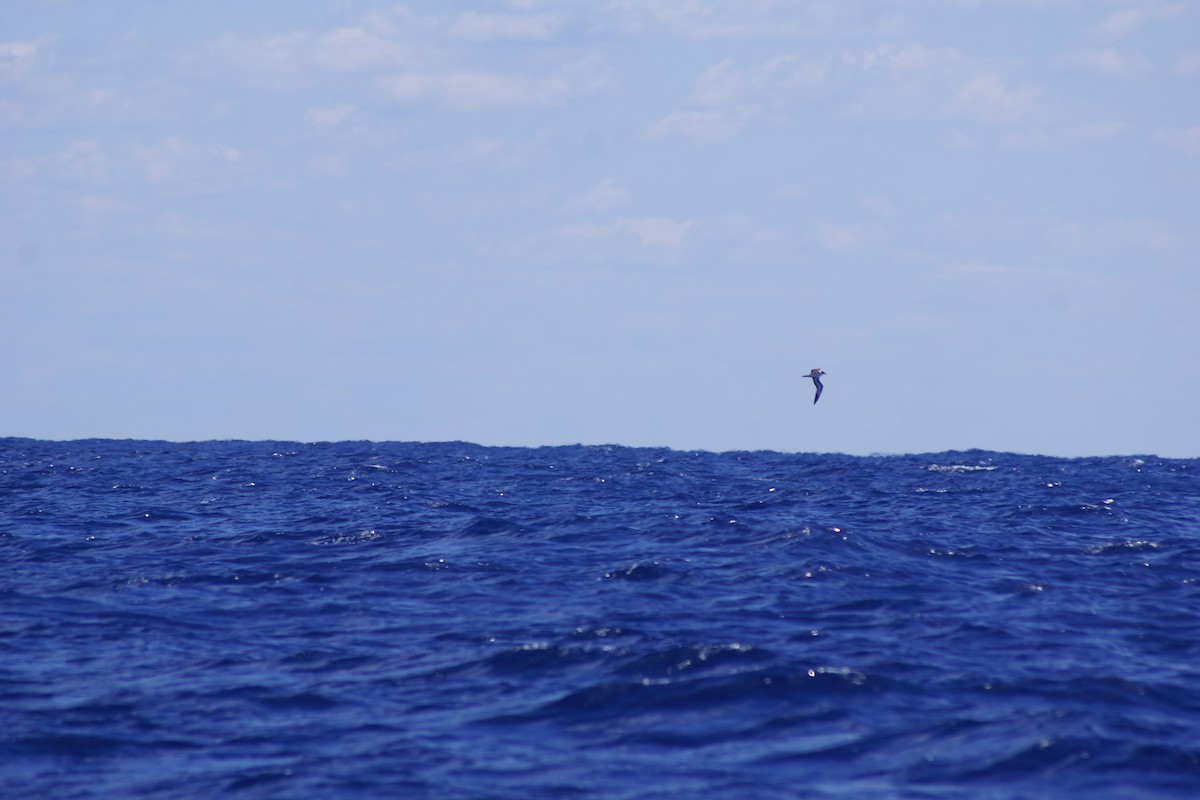 Teufelssturmvogel - ML617144926