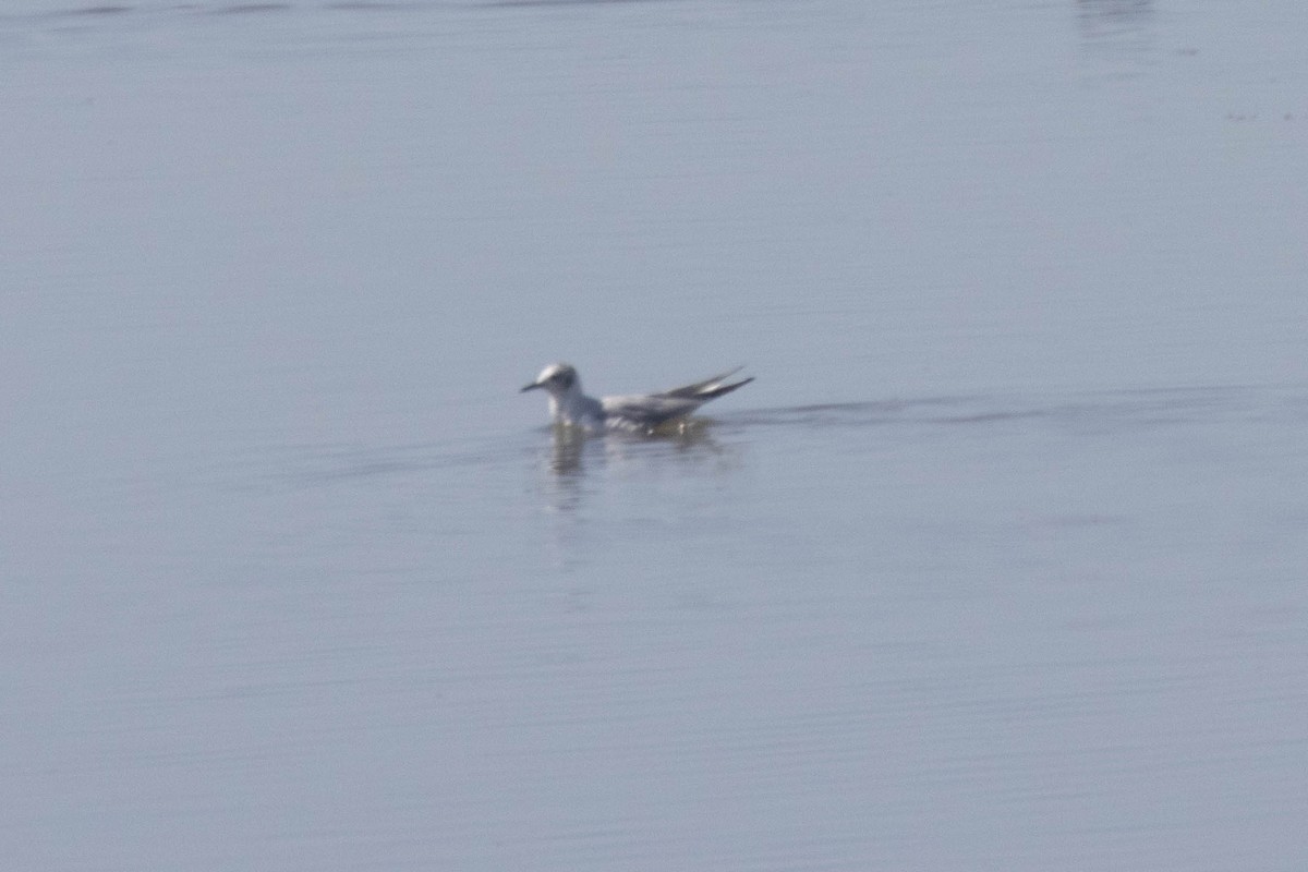 Bonaparte's Gull - ML617144983