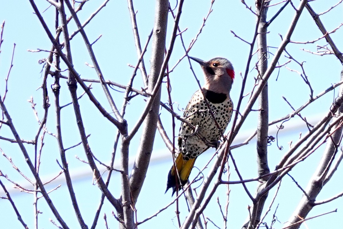 Northern Flicker - Louise Courtemanche 🦅