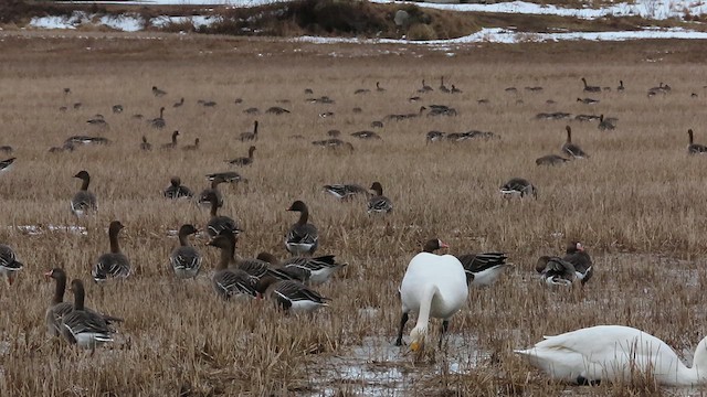 Taiga Bean-Goose - ML617145024