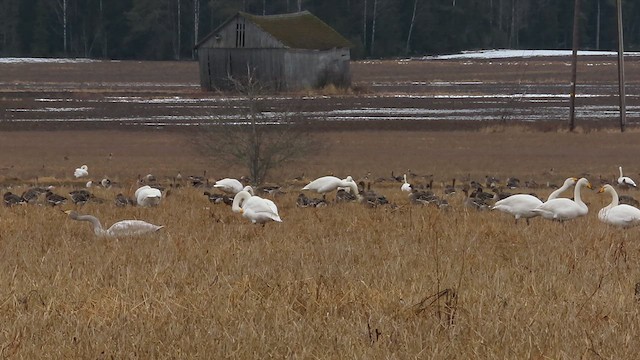 Гуменник великий - ML617145026