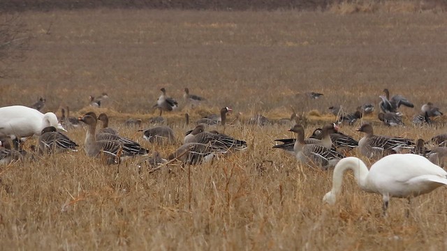 Taiga Bean-Goose - ML617145027