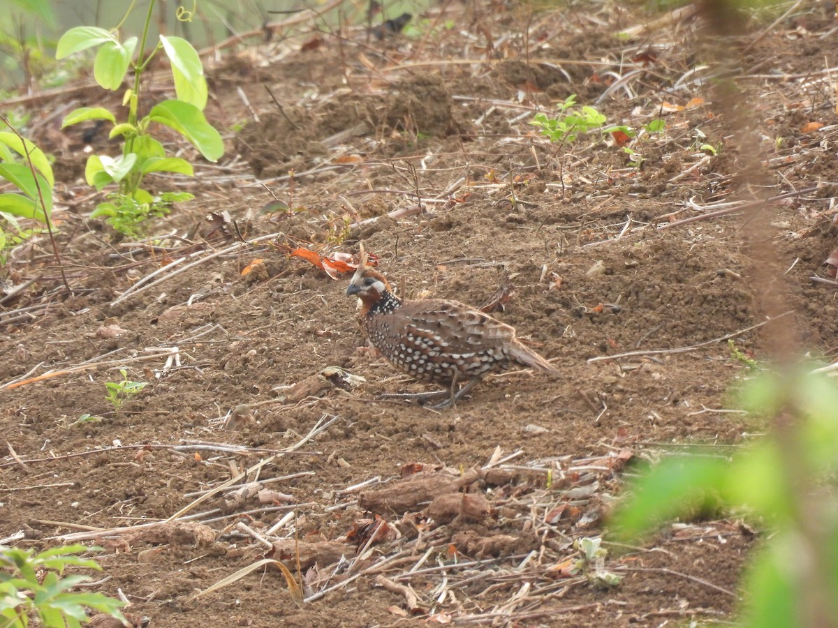 Crested Bobwhite - ML617145052