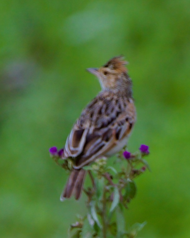 Rufous-naped Lark - ML617145067