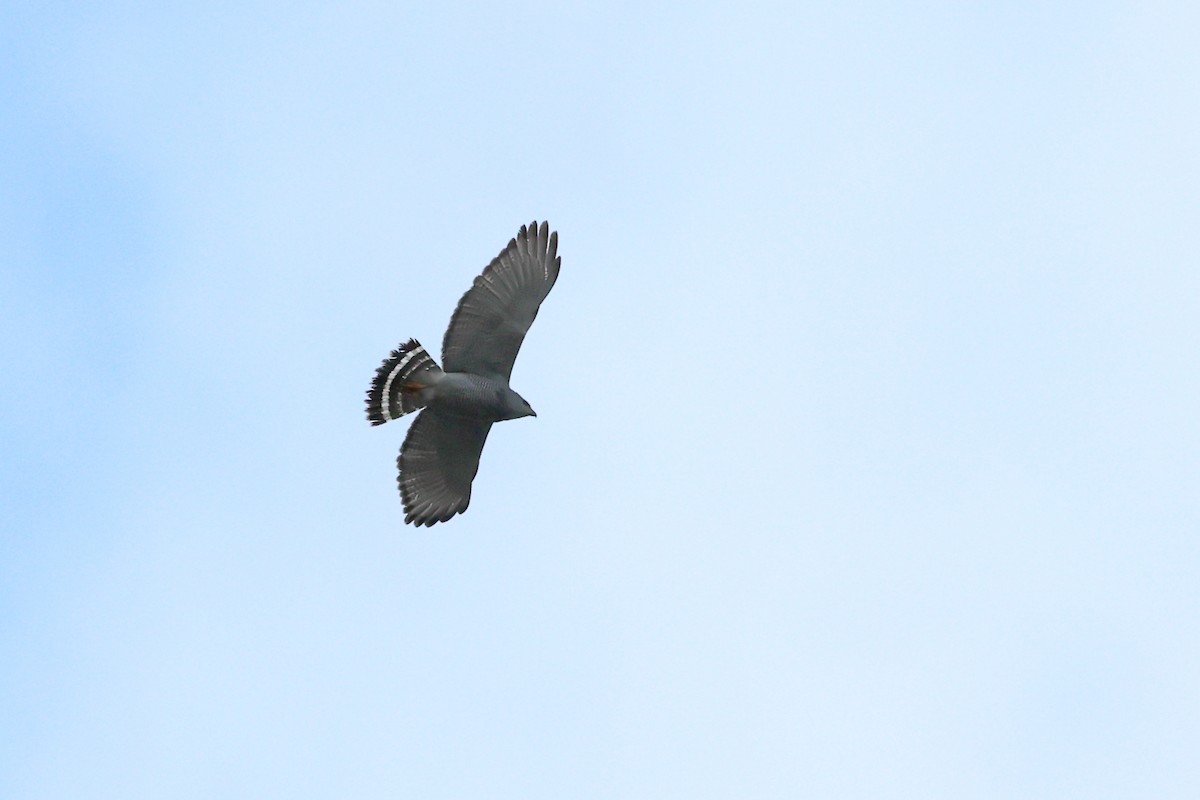 Gray Hawk - ML617145090