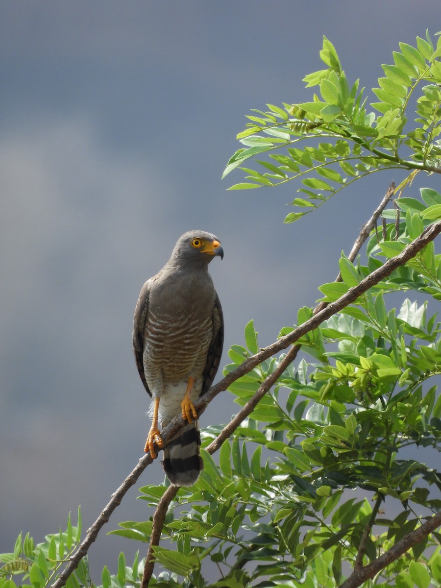 Roadside Hawk - ML617145107