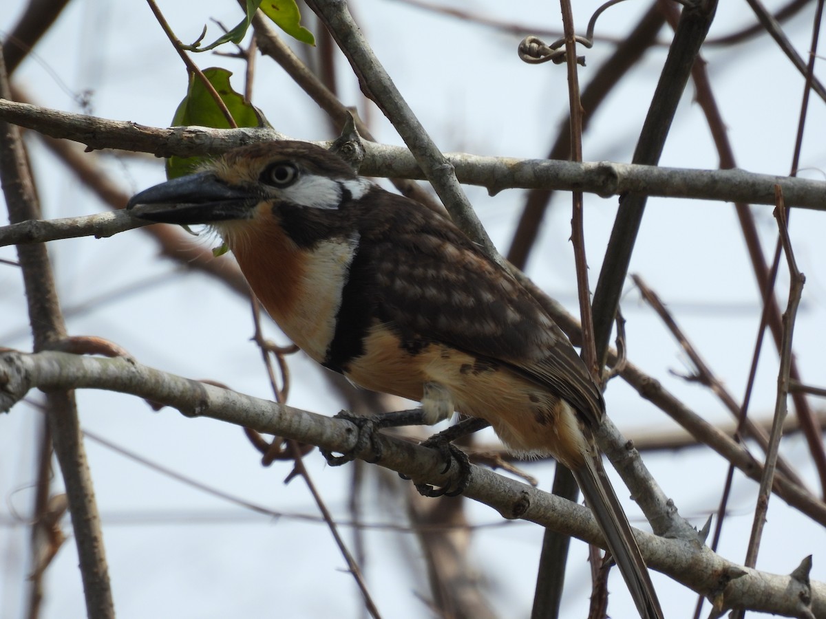 Russet-throated Puffbird - ML617145129