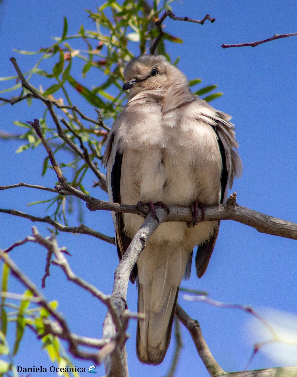 Picui Ground Dove - ML617145143