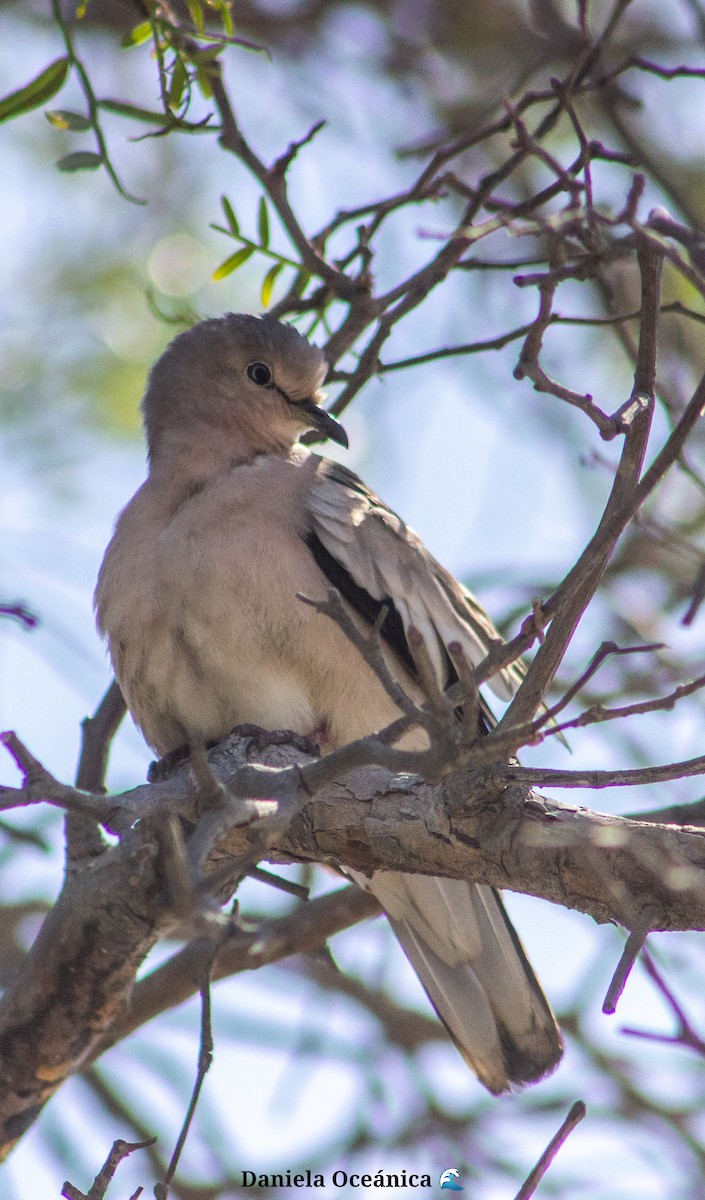 Picui Ground Dove - Daniela Miranda troncoso