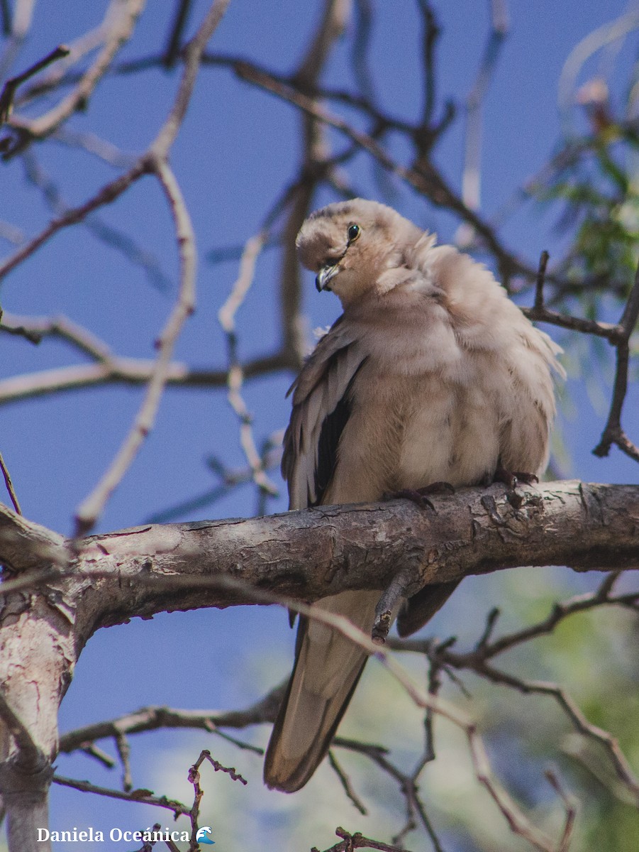 Picui Ground Dove - Daniela Miranda troncoso