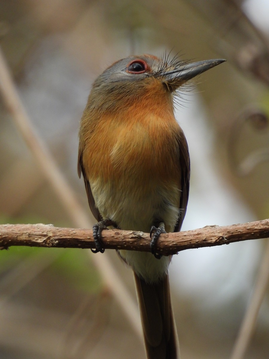 Gray-cheeked Nunlet - Gabriel Utria - Quetzal Birdwatch