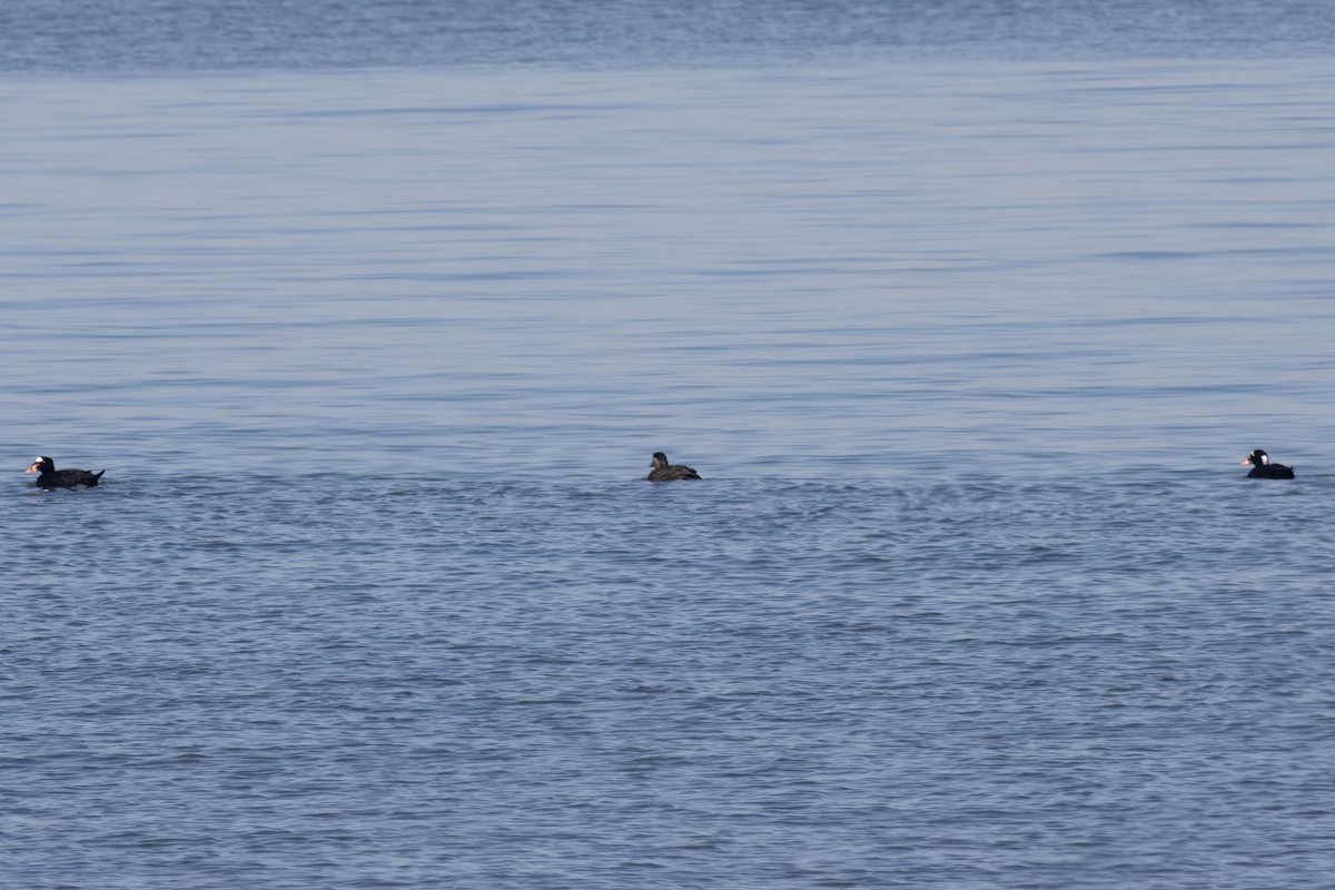 Surf Scoter - ML617145186