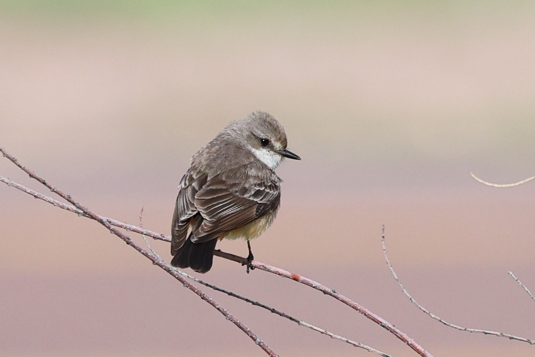 Vermilion Flycatcher - ML617145188