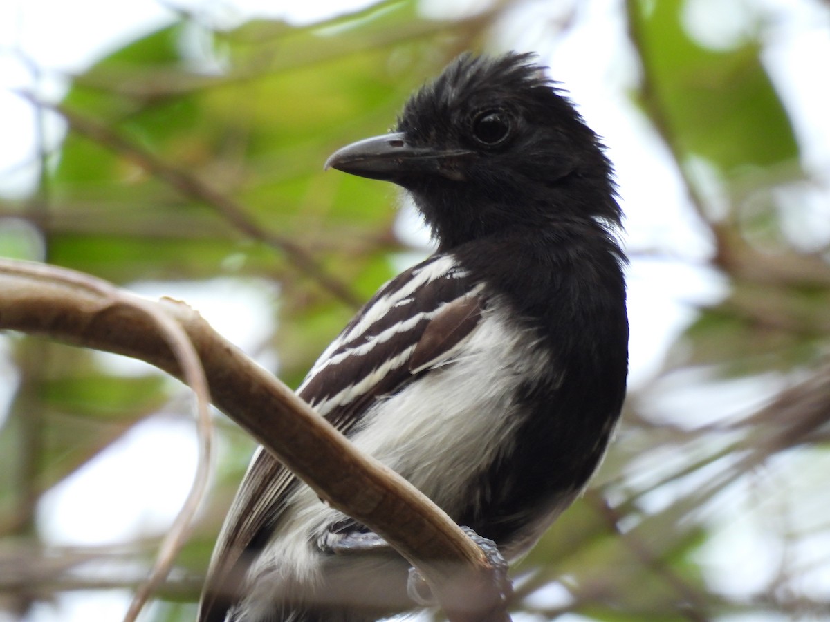 Black-backed Antshrike - ML617145192