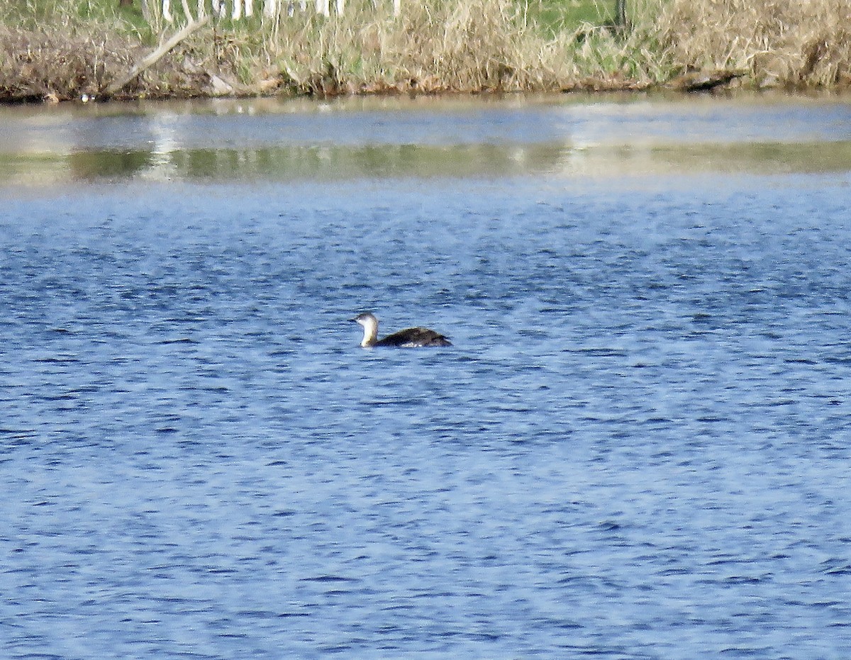 Red-throated Loon - ML617145218