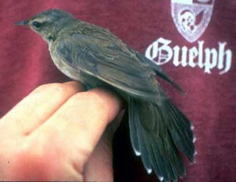 Middendorff's Grasshopper Warbler - ML617145219