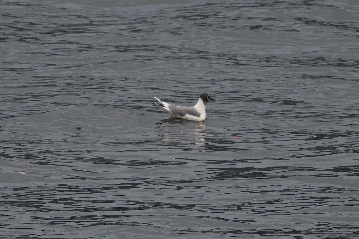 Brown-hooded Gull - ML617145225