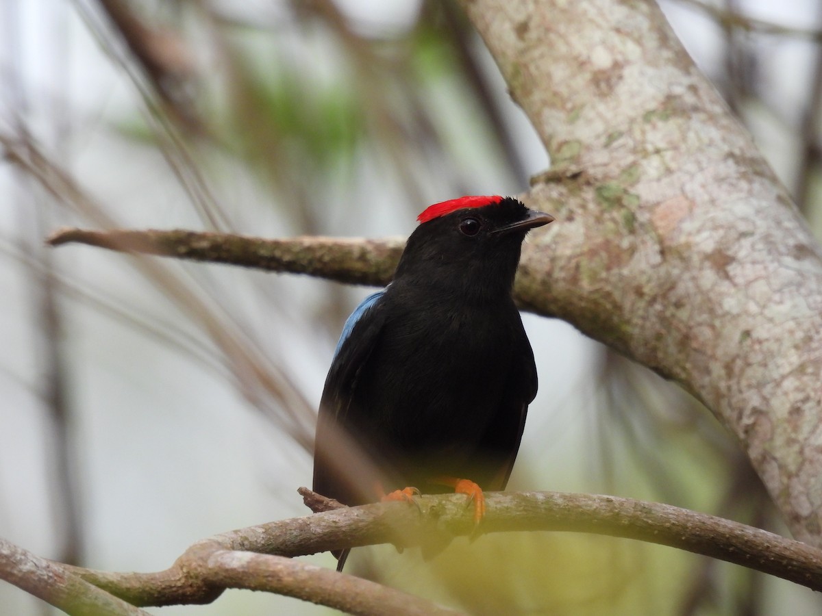 Lance-tailed Manakin - ML617145236