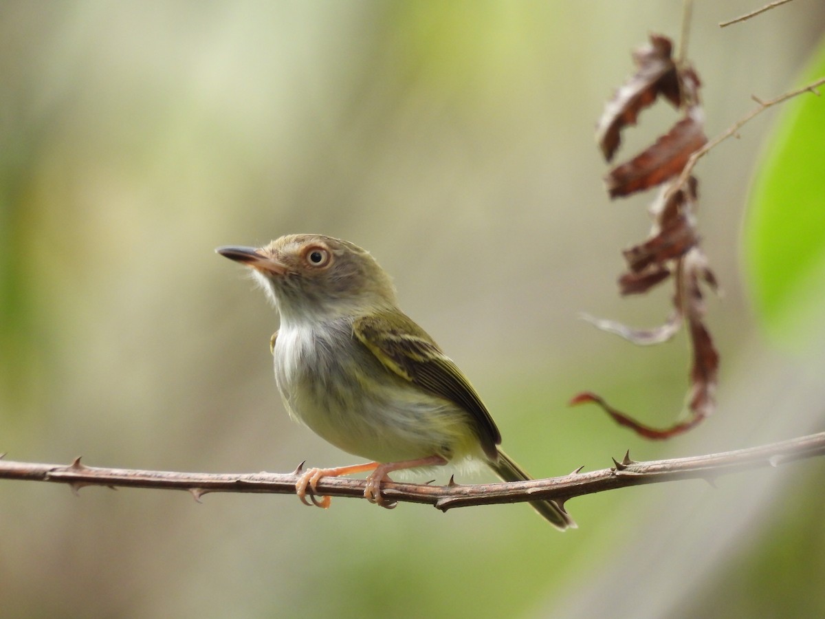 Pale-eyed Pygmy-Tyrant - ML617145258