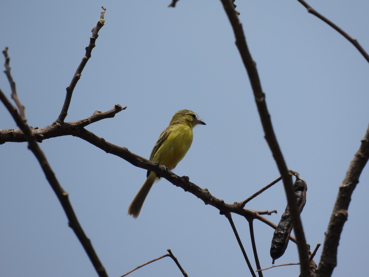 Mosquerito Amarillo - ML617145270