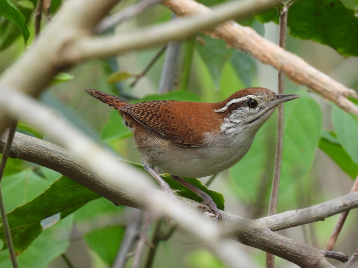 Rufous-and-white Wren - ML617145316