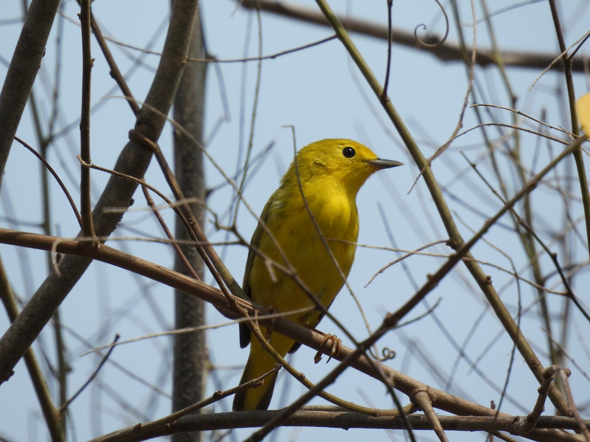 Paruline jaune - ML617145335