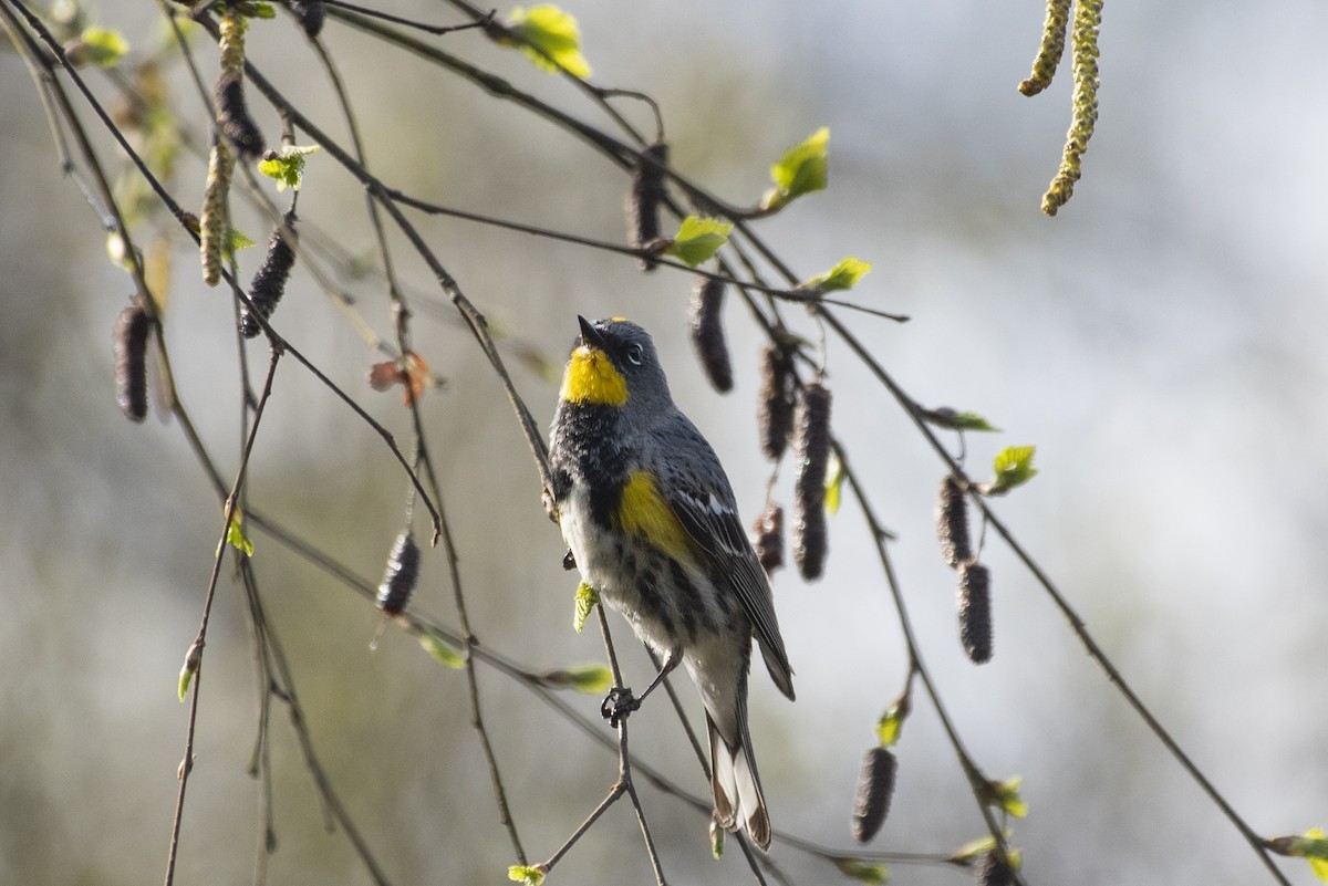 Yellow-rumped Warbler - Ed Kingma