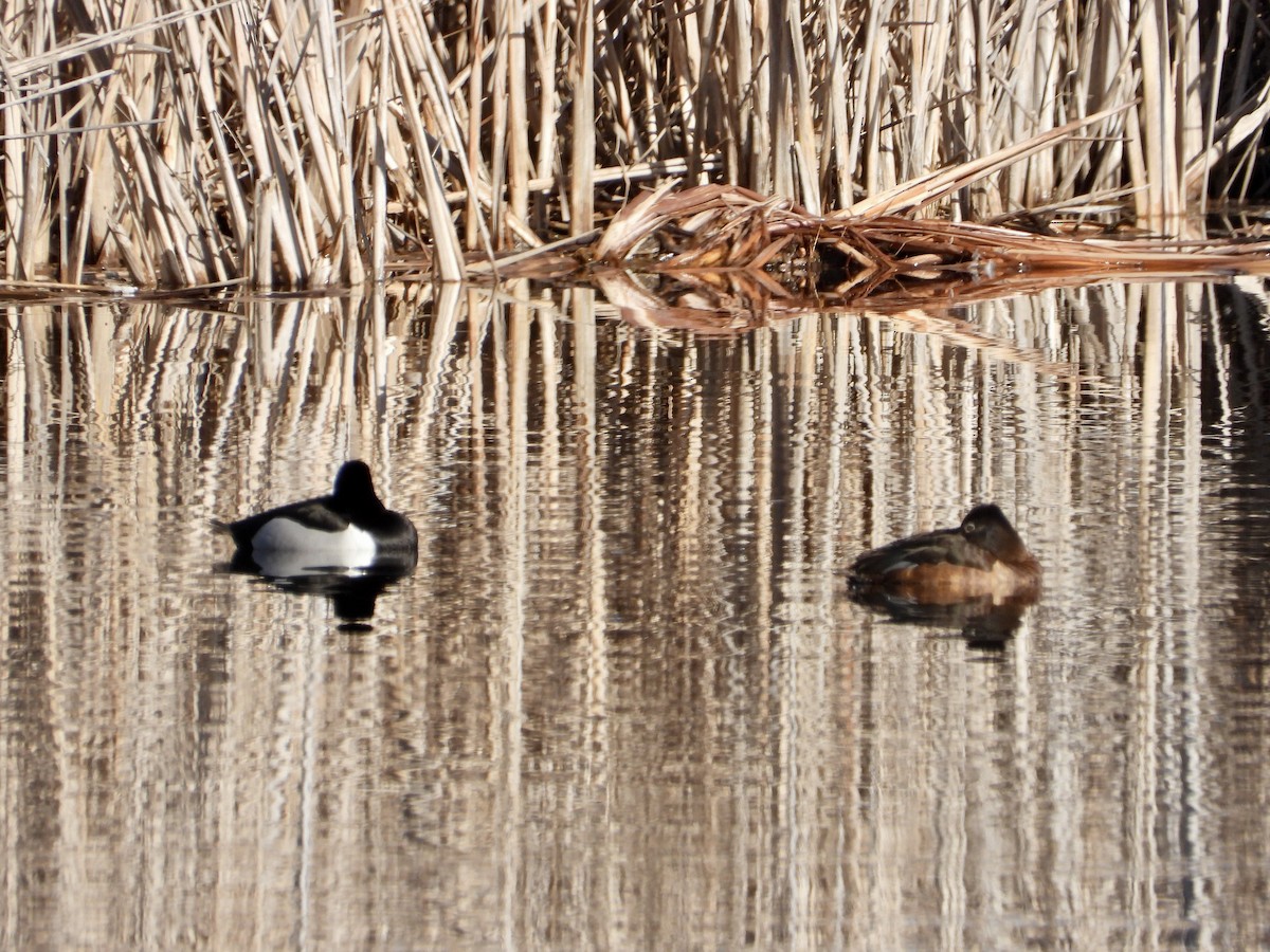 Ring-necked Duck - ML617145342