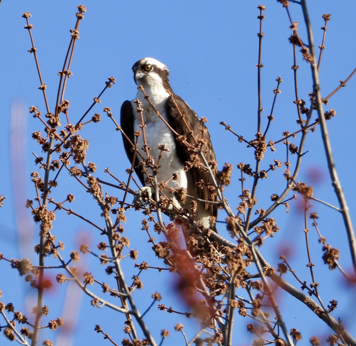 Osprey - ML617145374